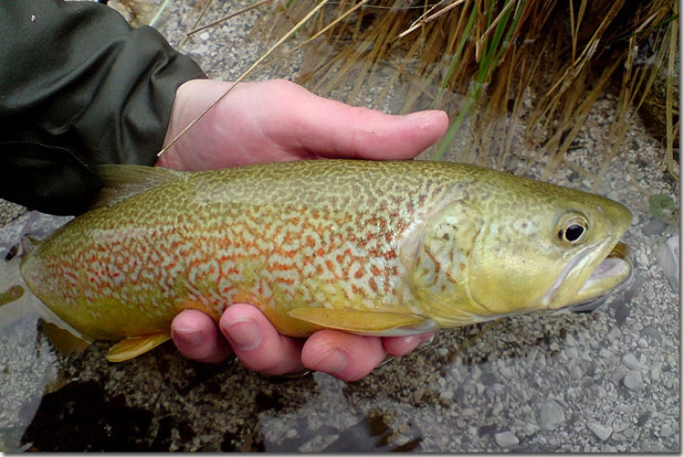 Red speckels Red speckels