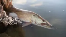Video thumb for Diaries Of A Musky Addict