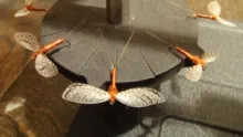 Video thumb for Wally Wing Rusty Spinner