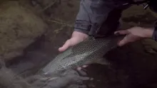 Video thumb for Fly Fishing for Trout, Grayling and Arctic Char in Finnmark, Norway