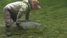Video thumb for Gaspe Atlantic Salmon Fly fishing