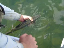 User submitted picture: Nice Chilean Rainbow back...