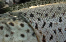 User submitted picture: Danish silver.