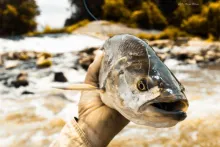 User submitted picture: Asp face