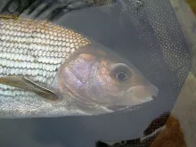 User submitted picture: 2 lb grayling, River Earn...