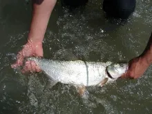 User submitted picture: Release the Asp