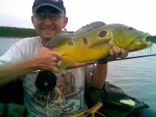 User submitted picture: PEACOCK BASS CAUGTH WITH ...
