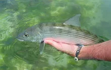 User submitted picture: Releasing a Bonefish