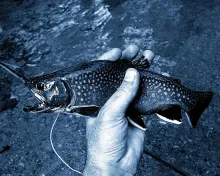 User submitted picture: Brook Trout