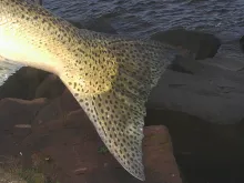 User submitted picture: King salmon tail. Power T...