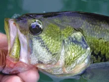 User submitted picture: My friends of fishing