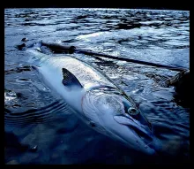 User submitted picture: North atlantic salmon and...