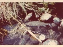 User submitted picture: Nice study of a Leonard b...