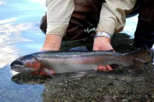 User submitted picture: ashamed