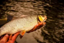 User submitted picture: Golden Chub