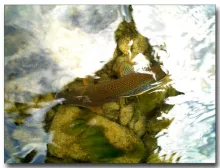 User submitted picture: San River, southeast Pola...