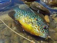 User submitted picture: sunfish