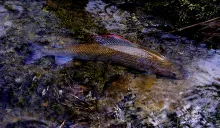 User submitted picture: Cardinale