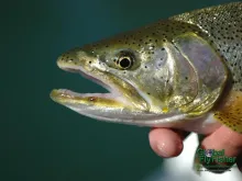 Computer screen wallpaper: A sea run cutthroat