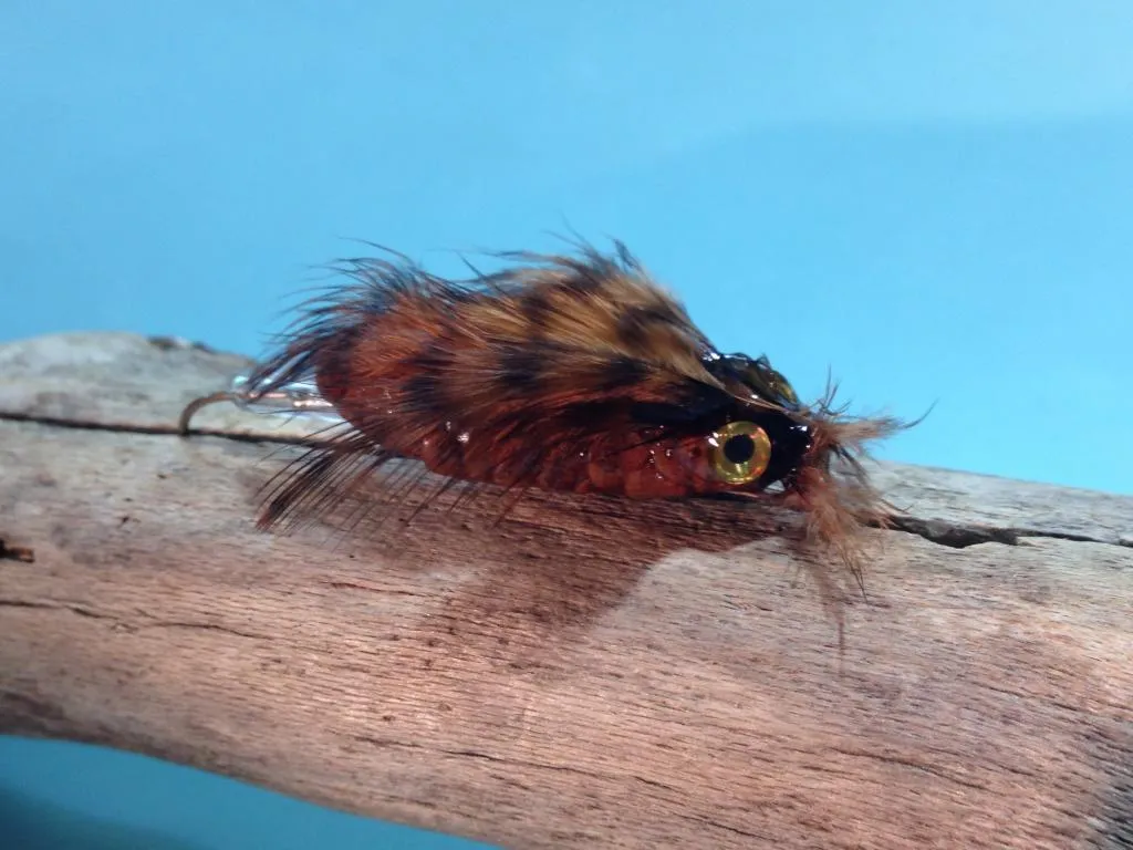 User submitted picture: Cone Fly