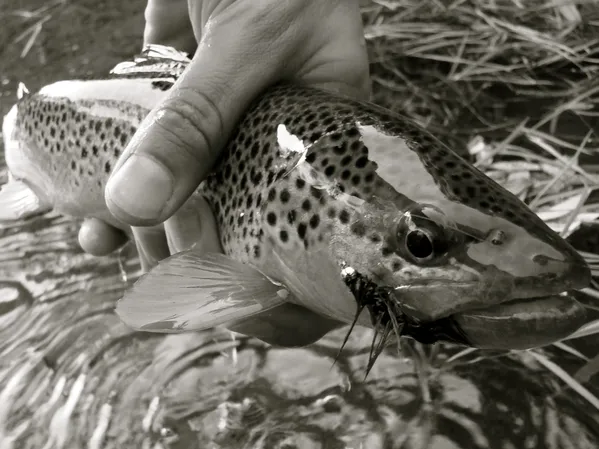 User submitted picture: Brown with a Bugger