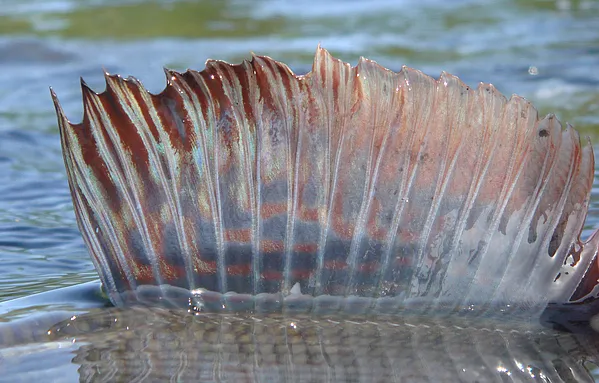 User submitted picture: grayling fin in the sun