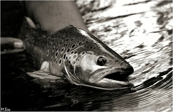 User submitted picture: Brown Trout