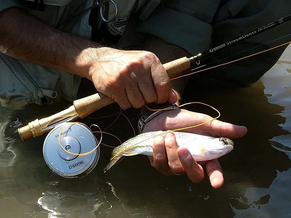 User submitted picture: PequeÃ±a trucha de estero ...