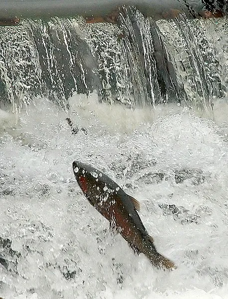 User submitted picture: Trout Run is the hatchery...