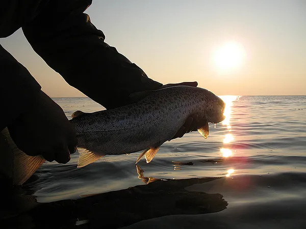 User submitted picture: Sun, sea and trout